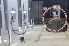 사진 출처 = 보배드림